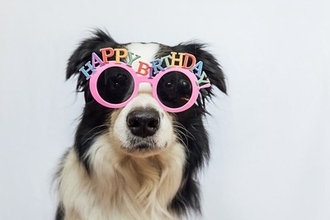 愛犬の『誕生日』何をしてあげたら喜んでくれるの？おすすめの過ごし方や満足させるご褒美まで