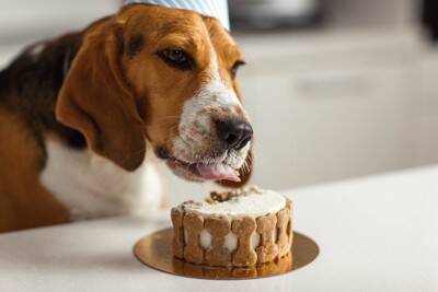 愛犬の『誕生日』何をしてあげたら喜んでくれるの？おすすめの過ごし方や満足させるご褒美まで