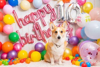 愛犬の『誕生日』何をしてあげたら喜んでくれるの？おすすめの過ごし方や満足させるご褒美まで