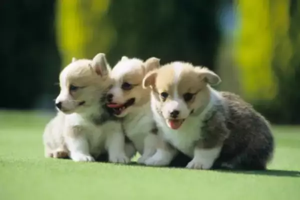 『頑固な犬』の特徴5選　愛犬の性格はどの段階で決まるの？芯が強いワンコの共通点や注意点まで