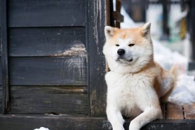 『頑固な犬』の特徴5選　愛犬の性格はどの段階で決まるの？芯が強いワンコの共通点や注意点まで