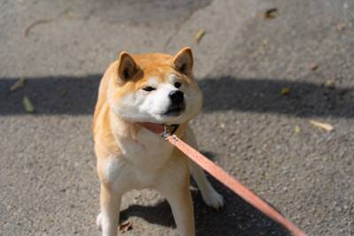 『頑固な犬』の特徴5選　愛犬の性格はどの段階で決まるの？芯が強いワンコの共通点や注意点まで