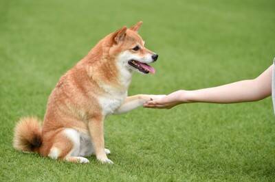 『頑固な犬』の特徴5選　愛犬の性格はどの段階で決まるの？芯が強いワンコの共通点や注意点まで