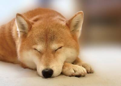 『頑固な犬』の特徴5選　愛犬の性格はどの段階で決まるの？芯が強いワンコの共通点や注意点まで