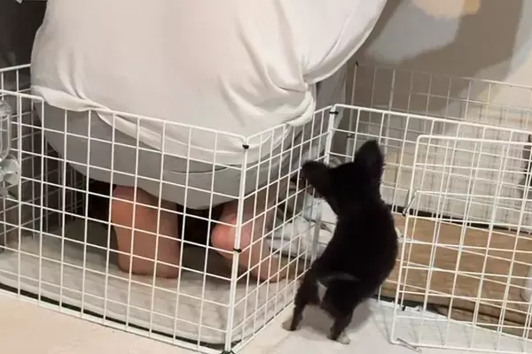 『ペットは絶対に飼わない』と猛反対していたパパ→反対を押し切り、お迎えした結果…嘘のような『現在の行動』が15万再生「可愛すぎｗ」「素敵」