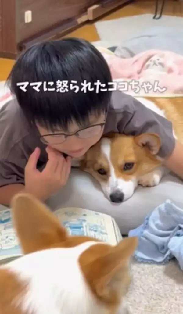 お母さんに怒られた犬→男の子のそばに行き…まさかの『戦略的な行動』があざとすぎると214万再生「チラチラ見てるｗ」「目で訴えてるの草」