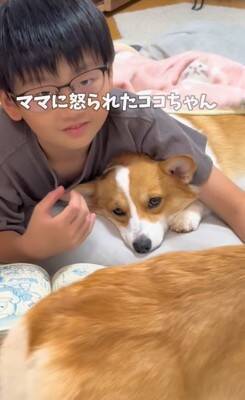 お母さんに怒られた犬→男の子のそばに行き…まさかの『戦略的な行動』があざとすぎると214万再生「チラチラ見てるｗ」「目で訴えてるの草」