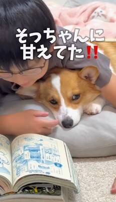 お母さんに怒られた犬→男の子のそばに行き…まさかの『戦略的な行動』があざとすぎると214万再生「チラチラ見てるｗ」「目で訴えてるの草」
