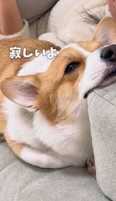 お母さんに怒られた犬→男の子のそばに行き…まさかの『戦略的な行動』があざとすぎると214万再生「チラチラ見てるｗ」「目で訴えてるの草」