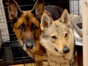 『絶対キッチンには立ち入り禁止』と教えられた犬たち→ルールを守ろうとして…想像と違った『まさかの光景』が18万再生「表情がｗｗ」と反響