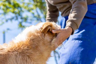 犬が『人の間に割り込む』心理５選　嫉妬しているから？飼い主がすべき対応まで解説