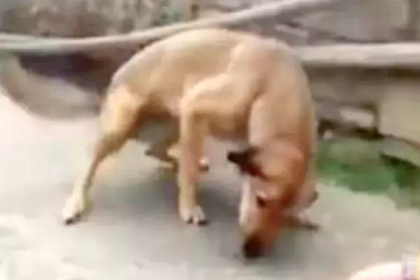 海外を旅する男性→『見覚えのある野良犬』が歩いてきて…まさかの『2年ぶりの再会の瞬間』が泣けると140万再生「涙出てきた…」「愛は偉大」