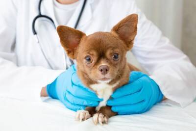 アトピー治療中の愛犬に「黒いイボ」が多発…知っておきたい皮膚乳頭腫症の基礎知識【獣医師が解説】