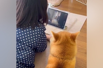 タブレットを一緒に見る女の子と犬→まるで本当の姉妹のような『平和な光景』に反響「ちゃんと見てるの可愛い」「後ろ姿が家族って感じ」と絶賛