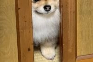 『餅つきをするから』と締め出された犬→ドアの隙間から…思った以上に『不服そうな表情』に23万いいね集まる「めちゃ良い顔ｗ」「怒ってて草」