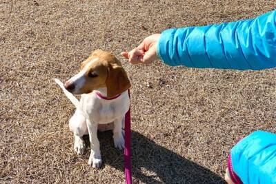 犬の『態度が悪い』ときに考えられる心理とは？問題行動をみせる理由や対処法まで