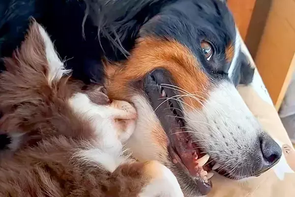 『40キロ越えの超大型犬』と『たった2キロの極小犬』→サイズ差が凄くても…愛おしすぎる『凸凹コンビ』に絶賛「やばい癒された」「憧れる」