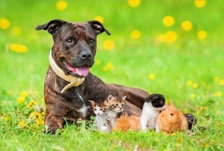犬と一緒に飼わない方がいい『ペット』５選　お互いに与える悪影響や押さえておきたいポイントまで