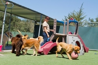 獣医師が解説！犬の幼稚園に通う前に知っておきたい「4つのタイプ」