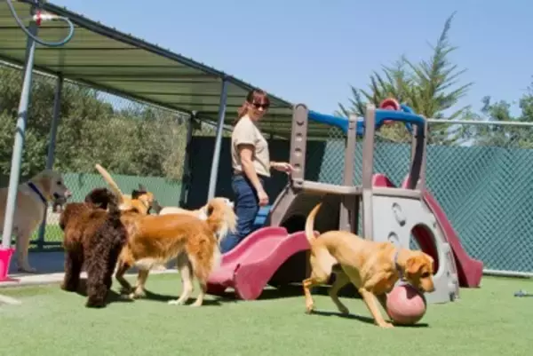獣医師が解説！犬の幼稚園に通う前に知っておきたい「4つのタイプ」
