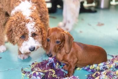 獣医師が解説！犬の幼稚園に通う前に知っておきたい「4つのタイプ」