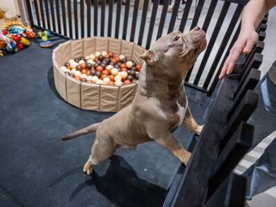 獣医師が解説！犬の幼稚園に通う前に知っておきたい「4つのタイプ」