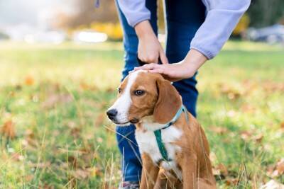 獣医師が解説！犬の幼稚園に通う前に知っておきたい「4つのタイプ」