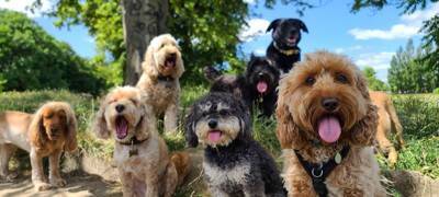 獣医師が解説！犬の幼稚園に通う前に知っておきたい「4つのタイプ」