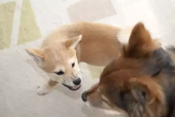 多頭飼いで犬同士の『仲が悪い』のはなぜ？相性が良くない理由や良好な関係を築くためにできることまで