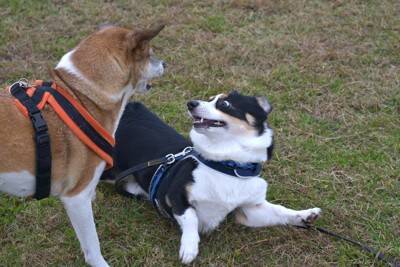 多頭飼いで犬同士の『仲が悪い』のはなぜ？相性が良くない理由や良好な関係を築くためにできることまで
