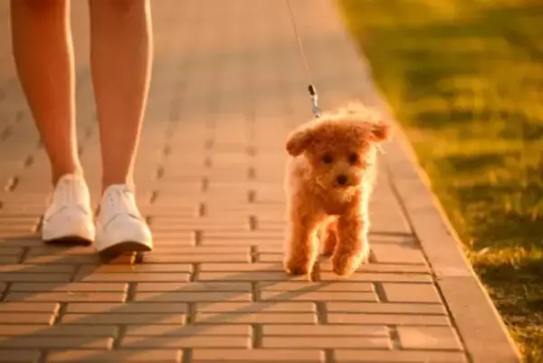 『人見知りな犬』の共通点4つ　愛犬に社交性を身につけてもらうために飼い主がすべきことまで