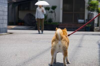 『人見知りな犬』の共通点4つ　愛犬に社交性を身につけてもらうために飼い主がすべきことまで