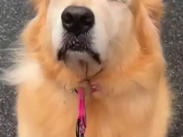 雨がやんだので、大型犬を散歩に連れて行った結果→急に動かなくなり…思わず笑ってしまう『まさかの表情』が21万再生「顔ｗ」「拒否ゴル」