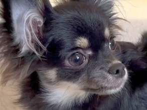 『53850円の売れ残った犬』を飼った結果→外を歩けず、諦めてかけていたら…生後11ヶ月で見せた『驚きの展開』が53万再生「涙が…」「笑顔になれてよかった」