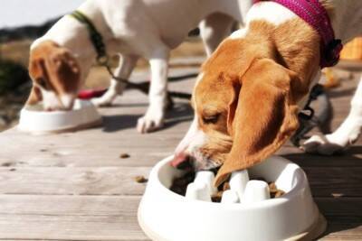 犬がごはんを『早食い』するのは危険？寿命にも影響するって本当？防止策まで解説