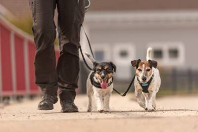 『相性が合わない犬』を見極める方法とは？迎える前に知っておきたいことまでご紹介