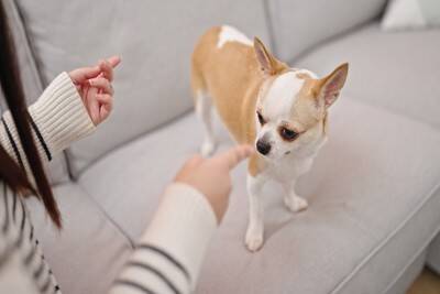 犬が『他人に吠えてしまう』心理5選　問題行動を改善するための最適なトレーニングとは？