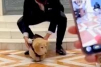 『リングドッグ』に挑戦したおじいちゃん犬→出番がやってきた結果…とんでもなく愛おしい光景が話題「頑張ったね」「いてくれるだけで癒し」