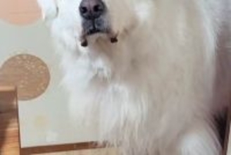 語学教室にいる超大型犬→『今日はお休みで生徒は来ない』と伝えた結果…切なすぎる『人間のような反応』が59万再生「代わりに行きたい…」