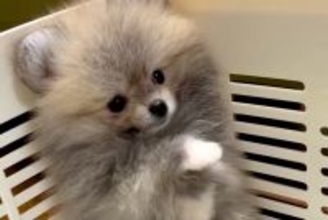 赤ちゃん犬を飼った当日、一緒に家に帰った結果→とんでもなく尊い『はじめましてのご挨拶の仕方』が66万再生「こりゃたまらん」「天使すぎる」