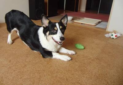 室内犬にしてはいけない『絶対NG行為』５選　愛犬の命に関わるタブー行動とは？