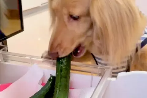冷蔵庫から『きゅうり』を盗んだ犬→なぜか振り返ってきて…つい許してしまう『まさかの光景』が47万再生「確認するの草」「見てるの可愛いｗ」