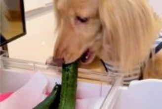 冷蔵庫から『きゅうり』を盗んだ犬→なぜか振り返ってきて…つい許してしまう『まさかの光景』が47万再生「確認するの草」「見てるの可愛いｗ」