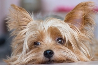 犬が『嫉妬』しているときにみせる行動6選　どんなことにヤキモチを焼いてしまうの？