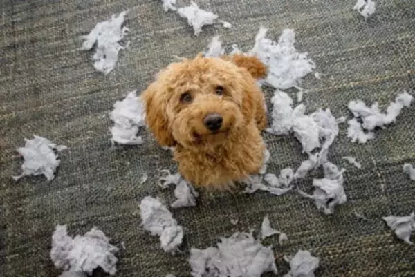 犬が『情緒不安定』になっているサイン５選　愛犬がナーバスになってしまう原因とは？