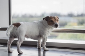 犬が『しっぽを下げている』理由3つ　ネガティブな感情になっているの？注意すべき状態まで