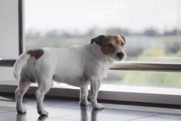 犬が『しっぽを下げている』理由3つ　ネガティブな感情になっているの？注意すべき状態まで