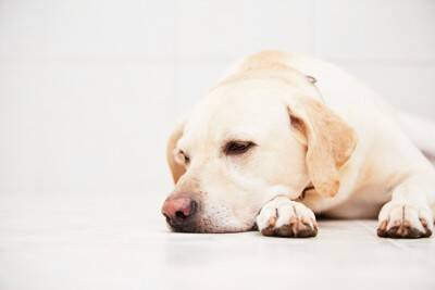 犬が『しっぽを下げている』理由3つ　ネガティブな感情になっているの？注意すべき状態まで