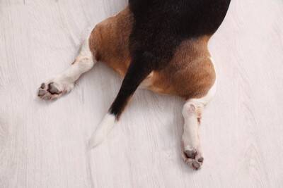 犬が『しっぽを下げている』理由3つ　ネガティブな感情になっているの？注意すべき状態まで