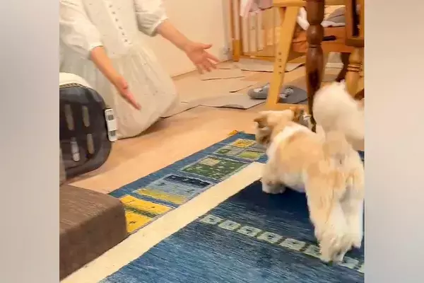 2週間もママに会えなかった犬→夜も眠れず、窓際で帰りを待ち続けて…涙あふれる『再会の瞬間』に感動「甘えててかわいい」「健気で泣ける」